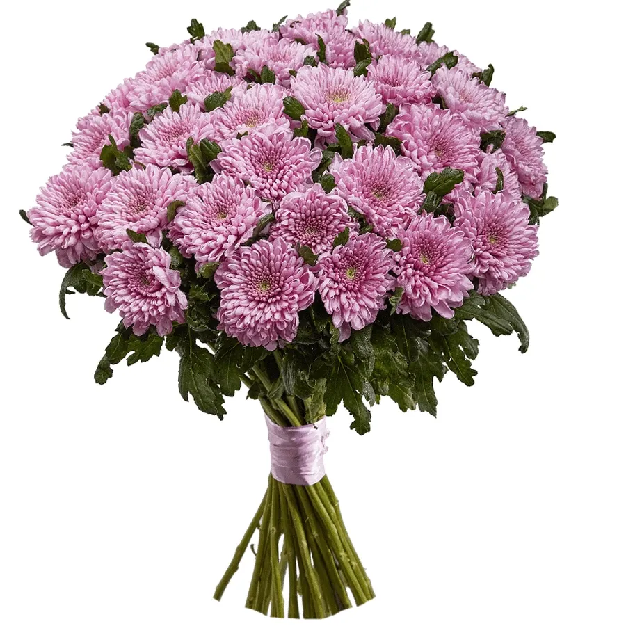 Хризантемы одноголовые нежно розовые